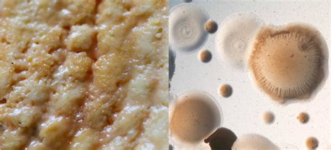 Beyond B. linens: How cheese rinds get their color - MicrobialFoods.org