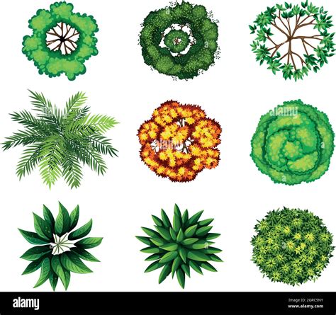 Plantes Ornementales Banque D Images Vectorielles Alamy