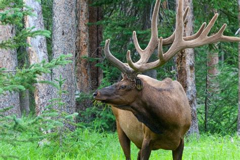 Large Bull Elk Grazing In Summer Grass In Yellowstone Stock Photo