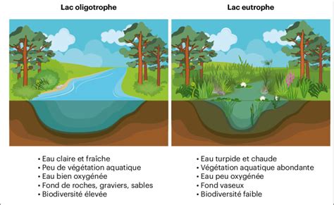 Schéma du phénomène d eutrophisation lié à la pollution azotée sur les