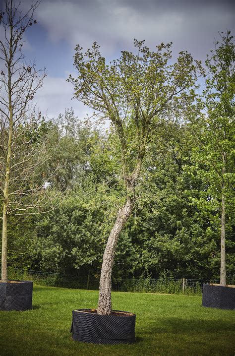 Large And Mature Trees Caragh Nurseries