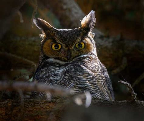 Owl Eye Anatomy Why Do Owls Have Large Eyes