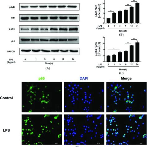 Lps Activates Nf B Pathway In Microglial Cells A B C Western Blot