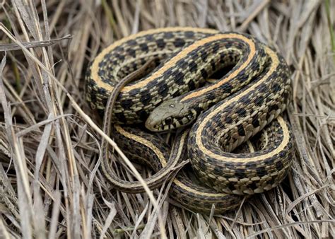 Plains Garter Snake (Thamnophis radix) | Garter snake, Cute reptiles, Snake