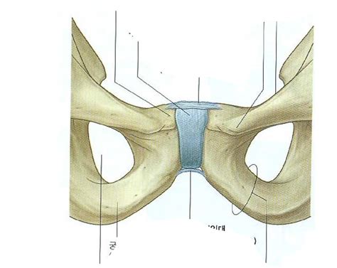 5 Pubic Symphysis Joint Diagram Quizlet