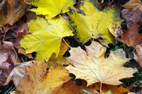 Hoja de arce amarilla en el suelo en otoño la luz del sol Foto Premium