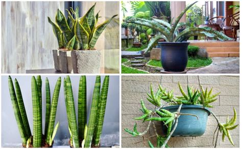 20 Dwarf Snake Plant Varieties with Pictures - Pat Garden