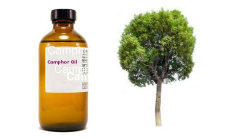 Camphor Oil: Uses And Multi Dimensional Properties