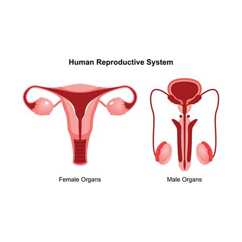 Male And Female Reproductive System Anterior View Of Human Reproductive System Anatomical