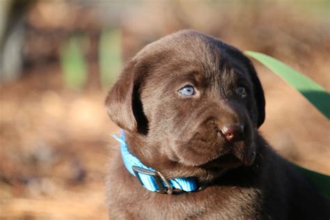 Chocolate Labrador Retriever Puppies BLOCKY HEAD Puppies For Sale