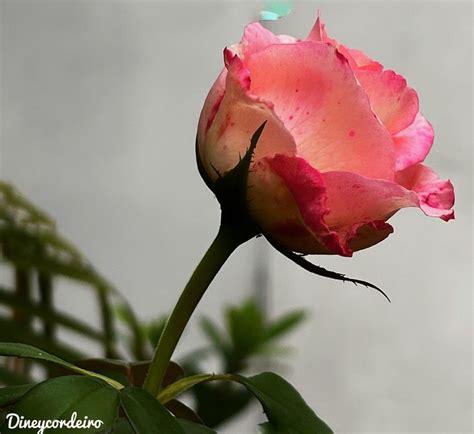 Pin De Claudiney Cordeiro Em Flores 2