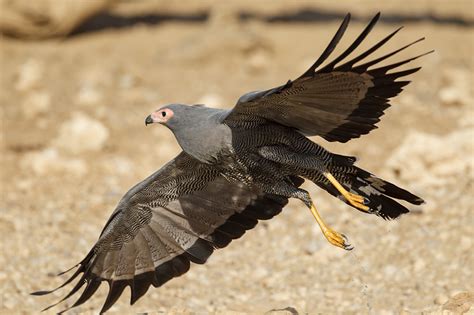 Birds of the Kalahari - Simons Birding Blog