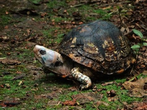 Yucatán Box Turtle Subspecies Terrapene Carolina Yucatana · Inaturalist