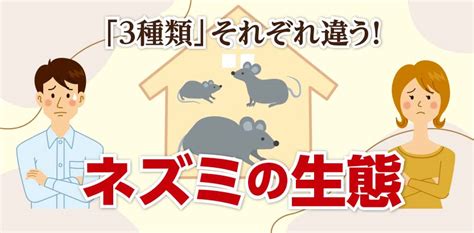 ネズミの種類別侵入経路 福岡のネズミ・ゴキブリ駆除｜株式会社エム・トレード