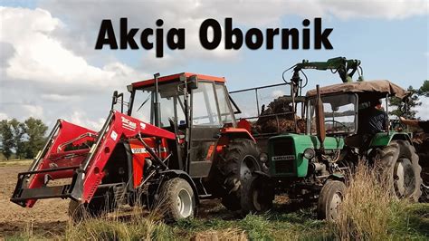 Prace pożniwne 2022 Akcja obornik pod rzepak Ursus 3512 i C 328