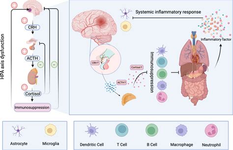 Frontiers Systemic Immune Responses After Ischemic Stroke From The Center To The Periphery