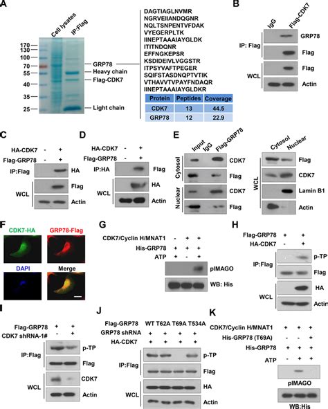 Cdk Interacts With Grp And Phosphorylates Grp At Thr Site A