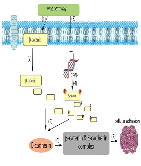 Mechanism and function of Wnt signaling in cancer cells. (1) Wnt ...