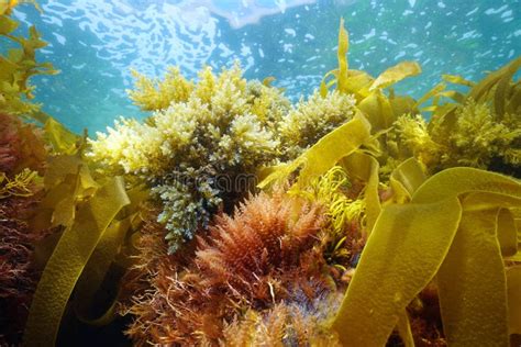 Algues Brunes Laminaires Algues Sous L eau En Espagne Océanique Image