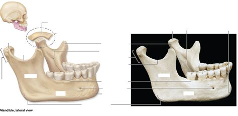 Mandible Diagram | Quizlet