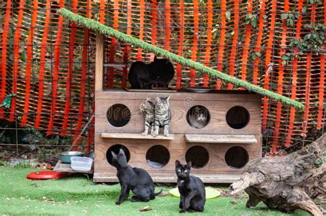 Panorama De Una Casa De Gatos Un Refugio De Gatos Que Proporciona