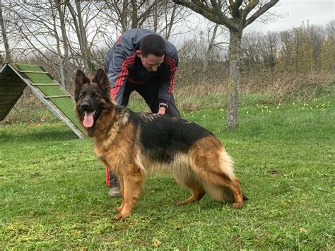 Chien Berger Allemand Tara Du Lunoxa