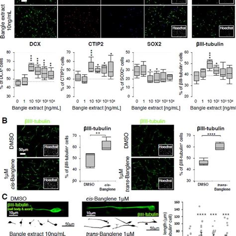 Treatment With The WNT Signaling Activator CHIR99021 Promotes Neuronal