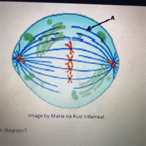 Which Does The Letter A Represent In The Diagram Herbalary