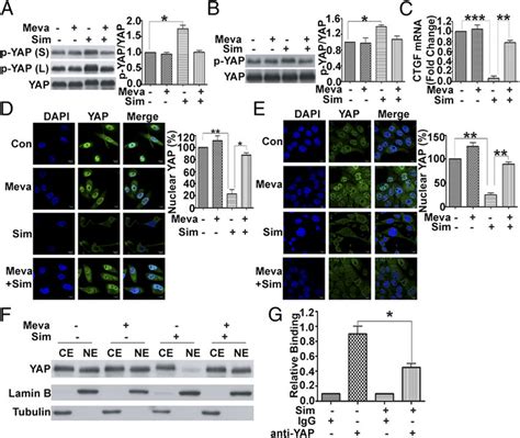 Yap Phosphorylation Cytoplasmic Localization And Transactivating