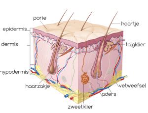 Bouw Van De Huid Cosmedics