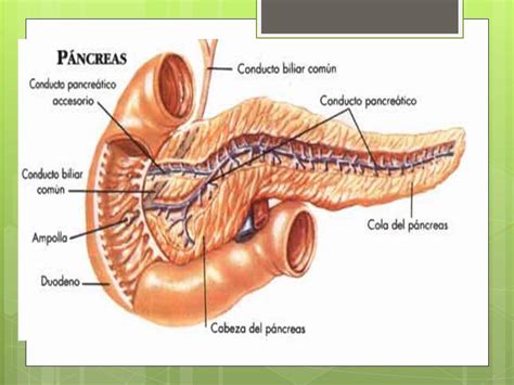 Mapa Mental Pancreas Youtube