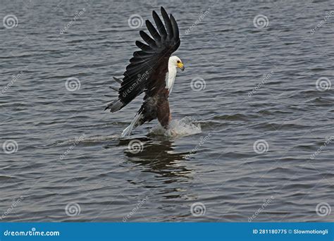 African Fish Eagle Haliaeetus Vocifer Adult In Flight Fishing At