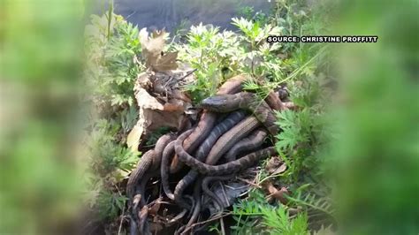 Ball of slithering snakes shocks North Carolina jogger - ABC13 Houston