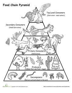 12 Marine Food Chain Worksheet / worksheeto.com