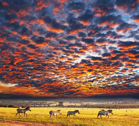 Okavango [1989] full movies online - gunfreeware