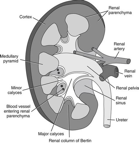 Calyx Human Urinary System Diagram Labeled Solved Question C