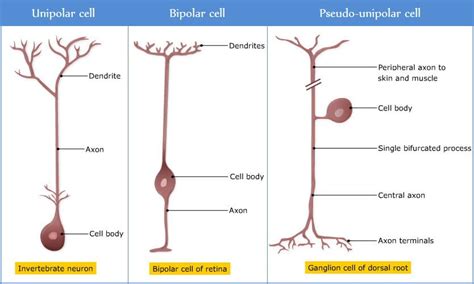 Pseudounipolar Neuron Vs Unipolar