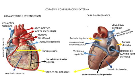 Practica De Anotomia De Corazon Diapositivas De Anatom A Docsity