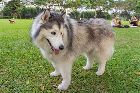 Malamute Full Grown