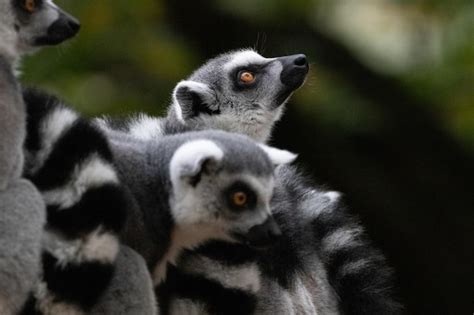 Premium Photo Group Of Lemurs