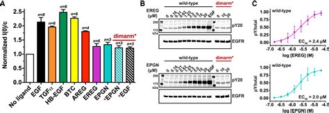 Egfr Ligands Differentially Stabilize Receptor Dimers To Specify