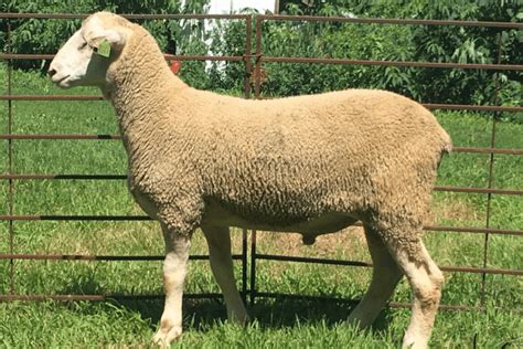 Polypay Loudoun Valley Sheep Producers