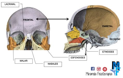 Huesos Del Cráneo