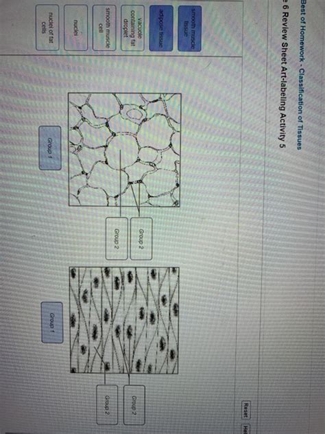 Solved Best Of Homework Classification Of Tissues E 6 Chegg