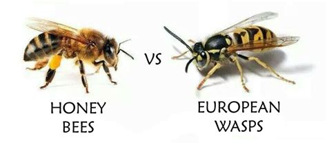 Bees Vs Wasps - Protectant Pest Management