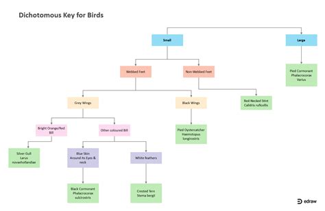 Birds Dichotomous Key | EdrawMax Editable Template | Dichotomous key ...