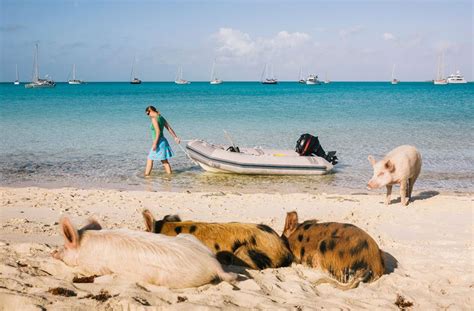 Pig Beach Bahamas: What you need to know about visiting | Well+Good