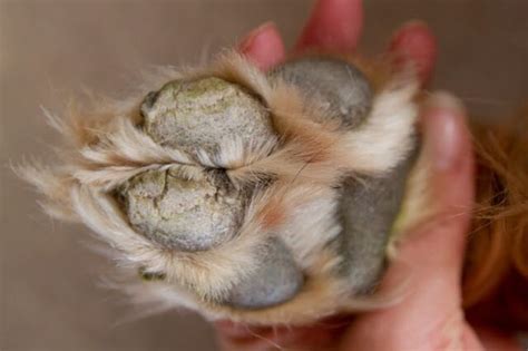 Cat With Dry Paw Pads