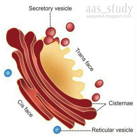 Golgi apparatus