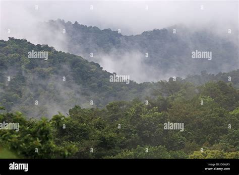 View Of Mist Rising From Montane Tropical Forest Habitat Morne La